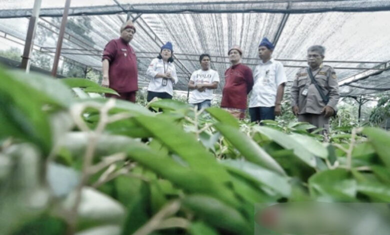 Bangka Barat Luncurkan Varietas Durian Unggul Klamunot Tembaga Super ...