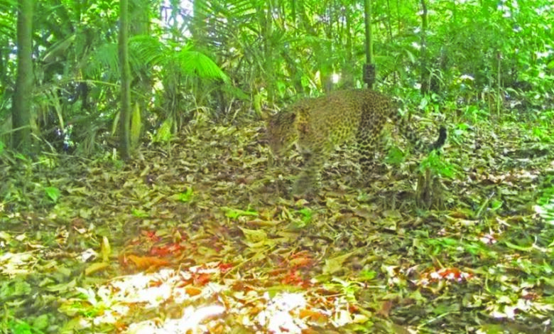 macan