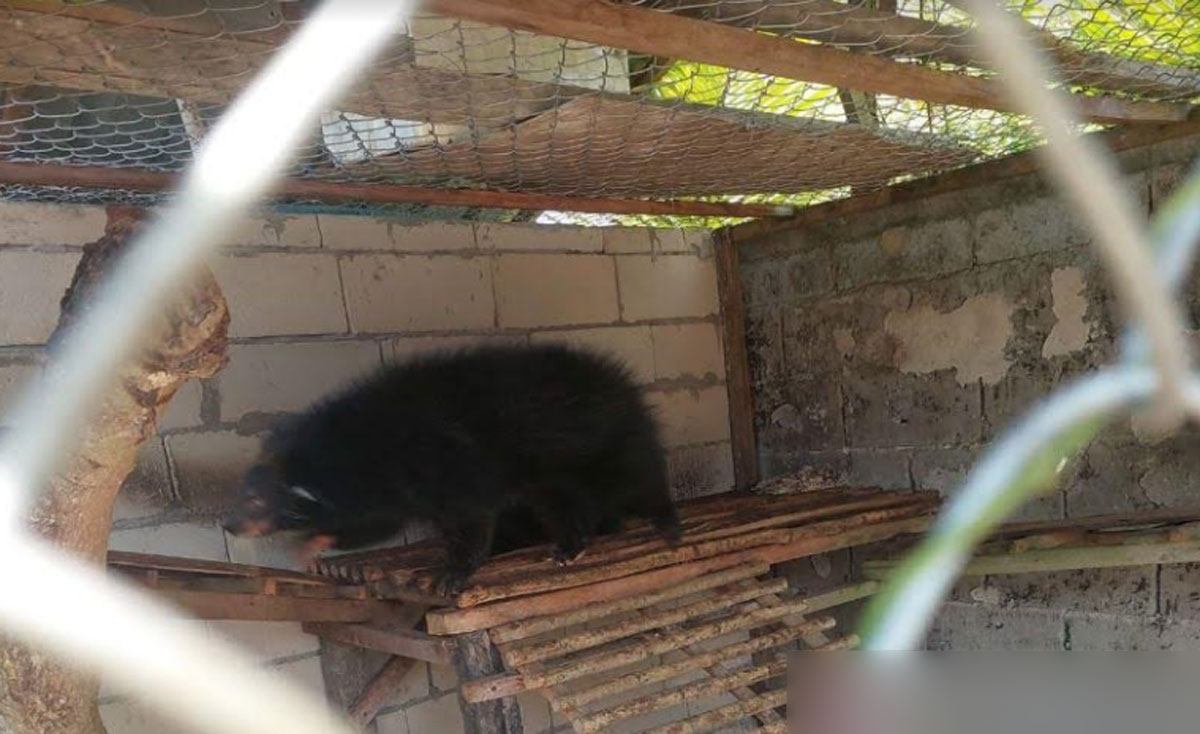 Binturong