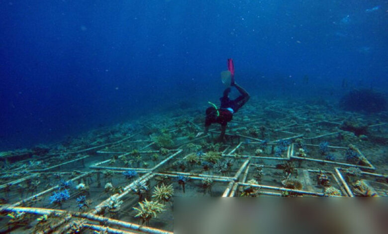 Transplantasi-Terumbu-Karang