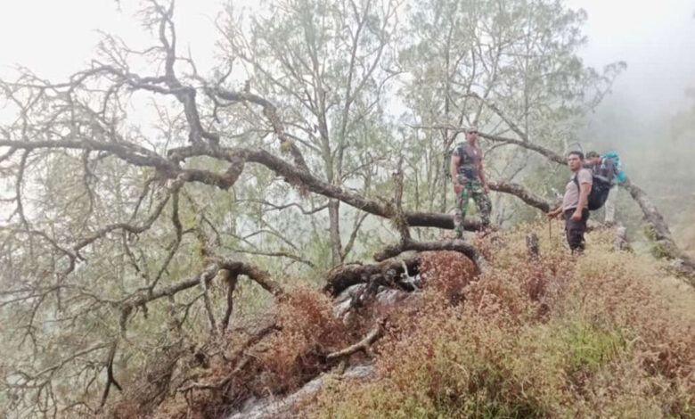 Hutan-Rinjani