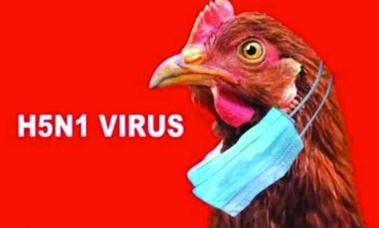 ayam