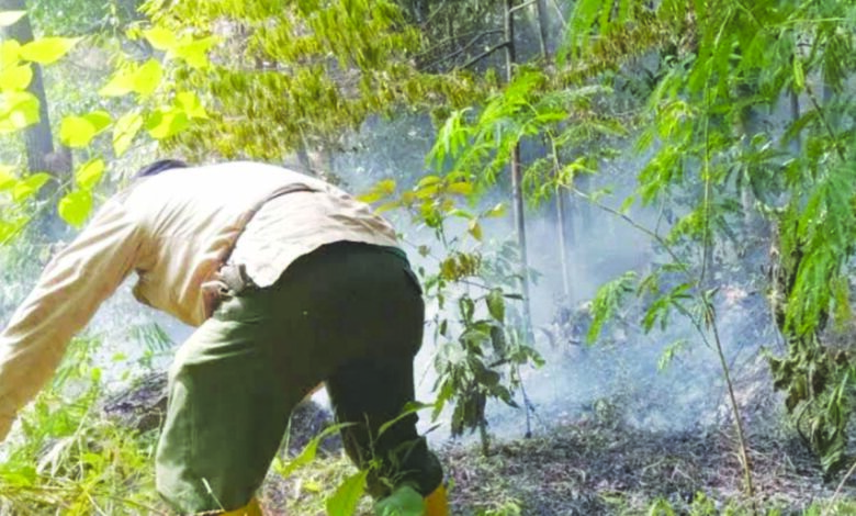 Hanguskan 100 Ha, Akhirnya Kebakaran Hutan Di Gunung Ciremai Berhasil ...