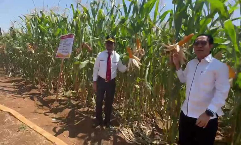 Jagung-Jago-2