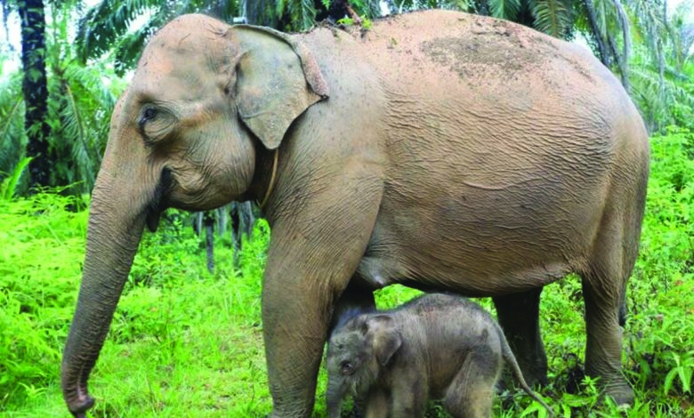gajah