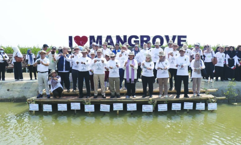 mangroveco
