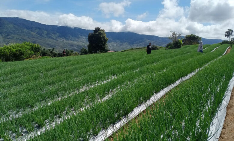 Hortikultura-Bawang-Merah