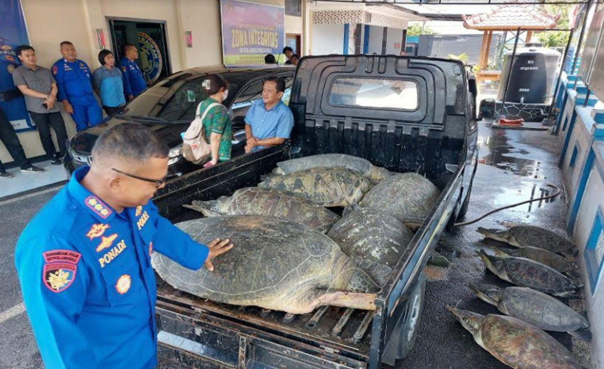 Polda Bali Gagalkan Penyelundupan Penyu Hijau Di Gilimanuk - Indoposco