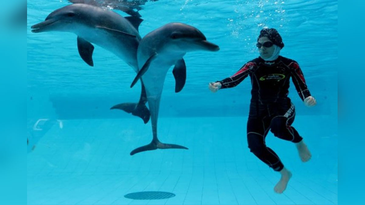 Swimming-With-Dolphin-co