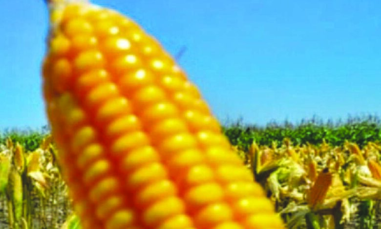 jagung