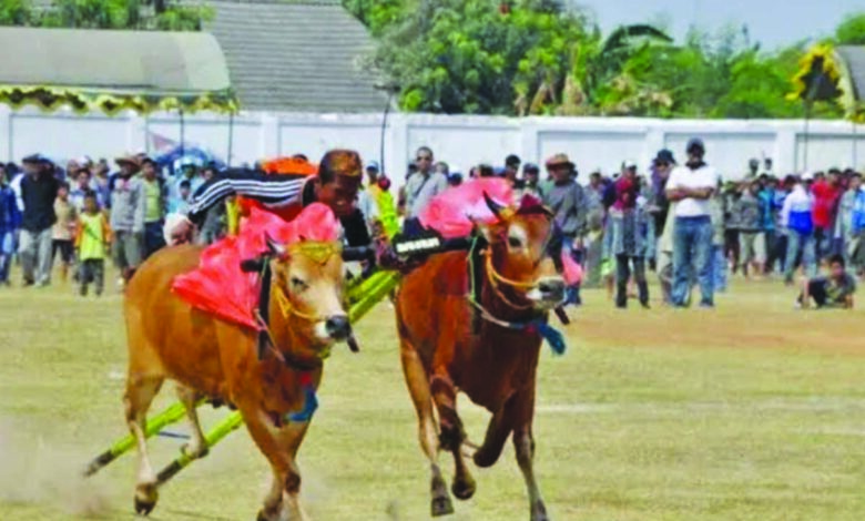 sapi