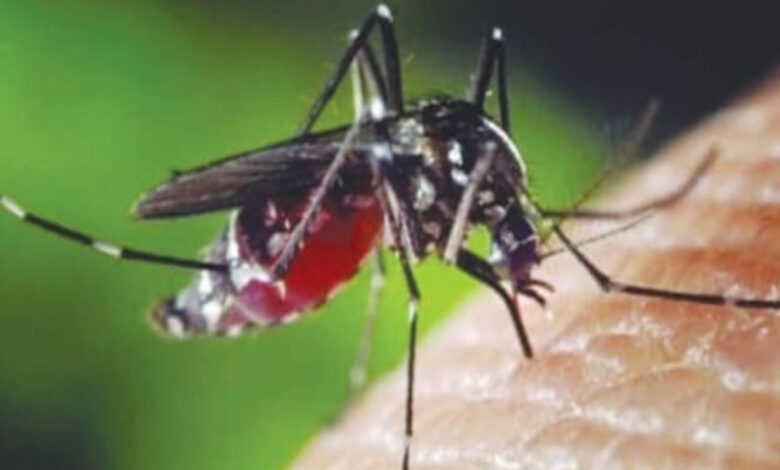 Nyamuk-Malaria-2-co