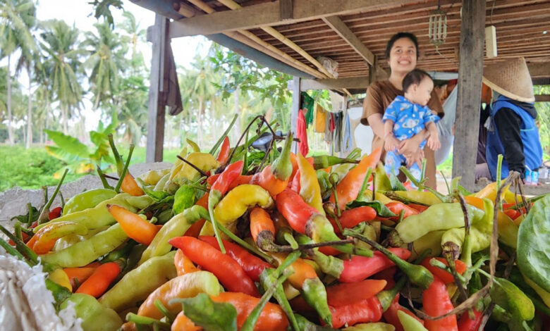 Panen-Cabai-co