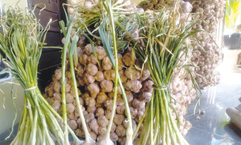 bawang putih