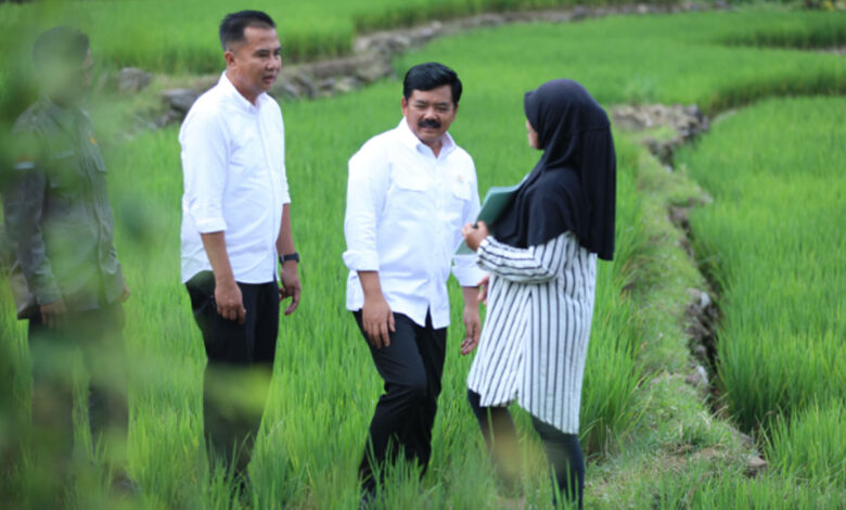Hadi-Sawah-co