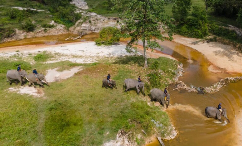 Gajah-Sumatera-co