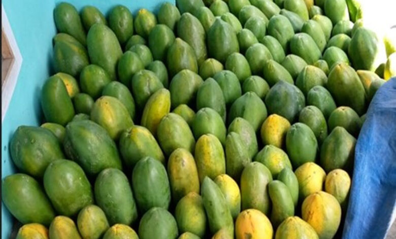 Buah-Pepaya
