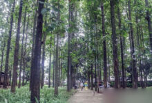Taman-Hutan-Kota-Ranggon-Wijaya-Kusuma