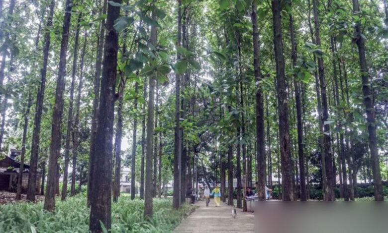 Taman-Hutan-Kota-Ranggon-Wijaya-Kusuma