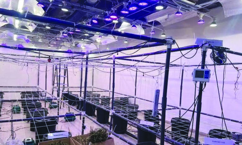 lab