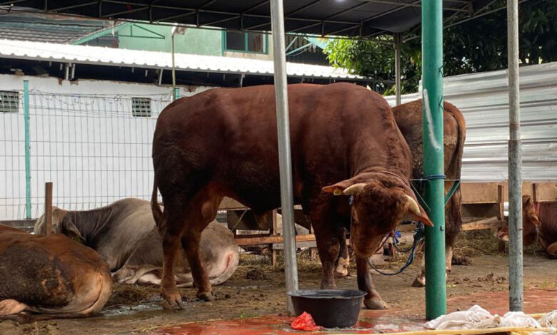 Sapi-Gibran
