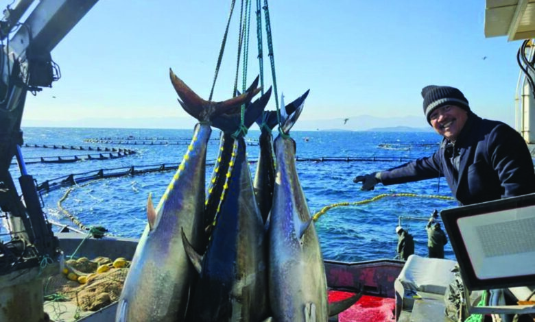 ikan