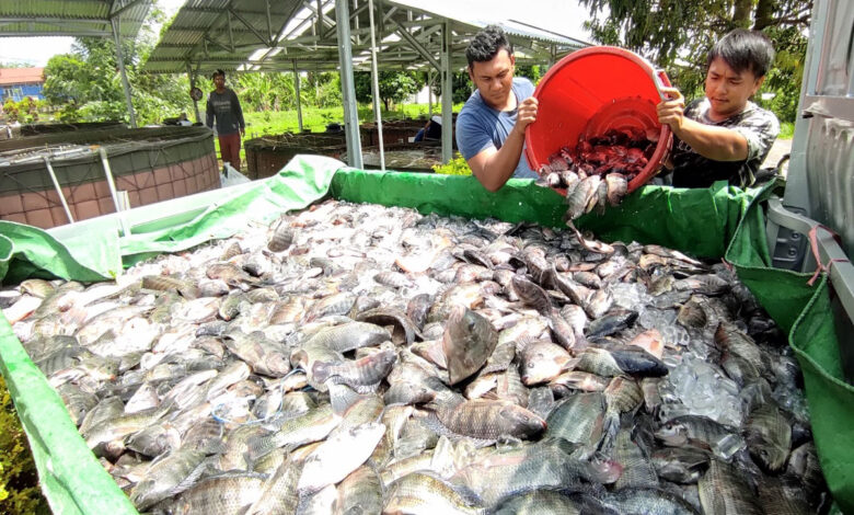 Budidaya-Ikan-co