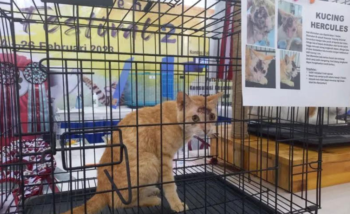 Kucing