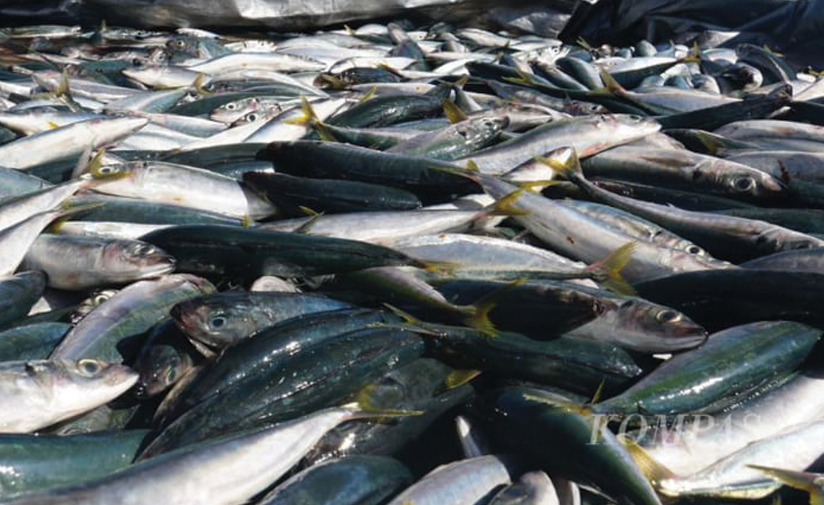 ikan