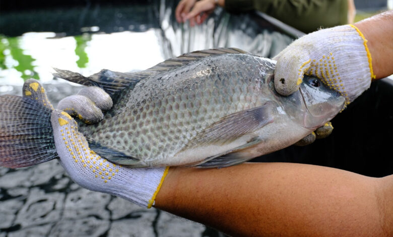Ikan-Nila