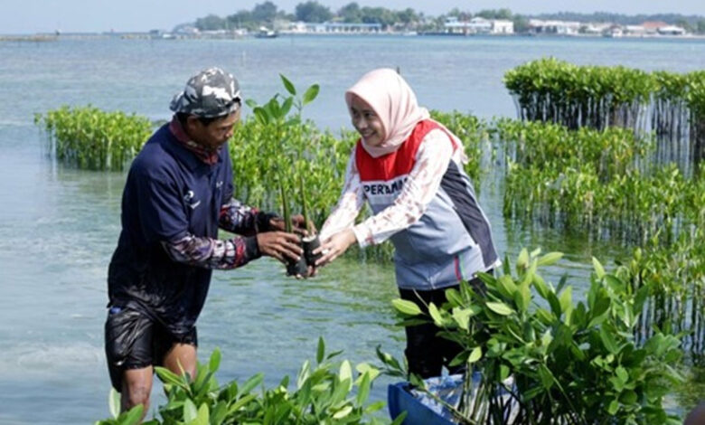 Mangrove