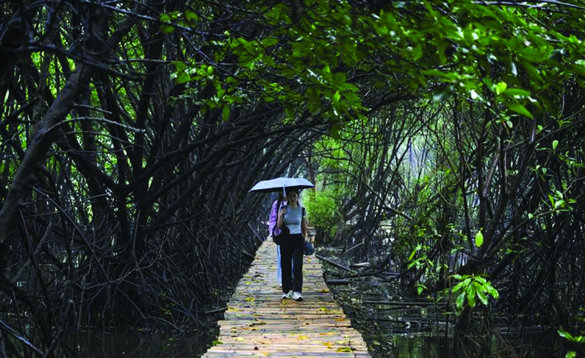 hutan