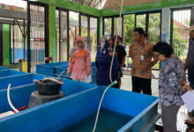 Benih-Ikan