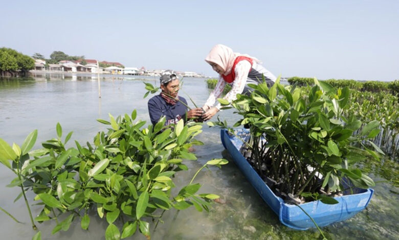 Bibit-Mangrove