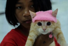 Kucing