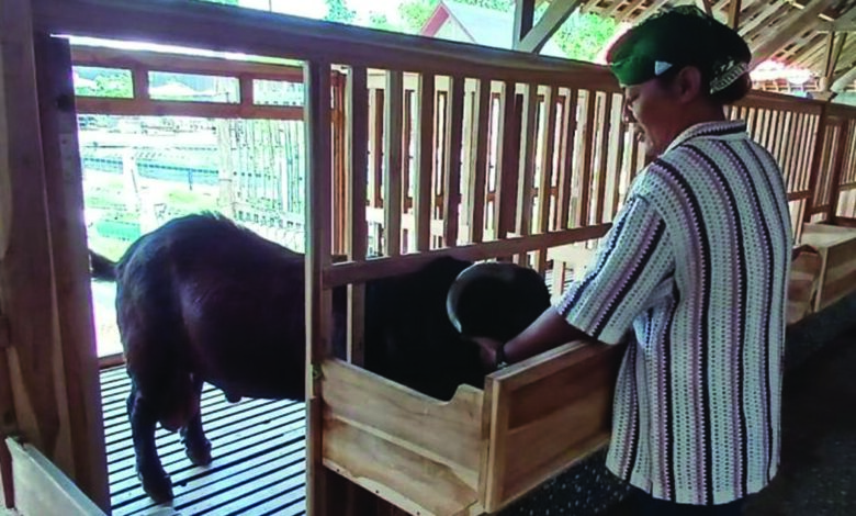 kambing