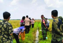 sawah