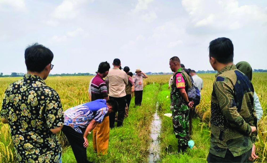 sawah