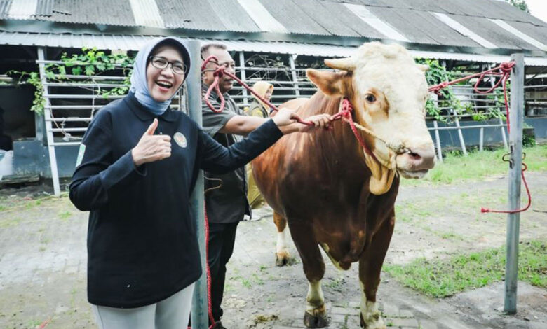Indah-Amperawati
