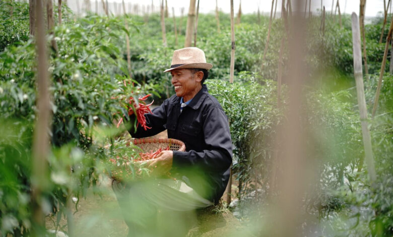 Petani-Cabai
