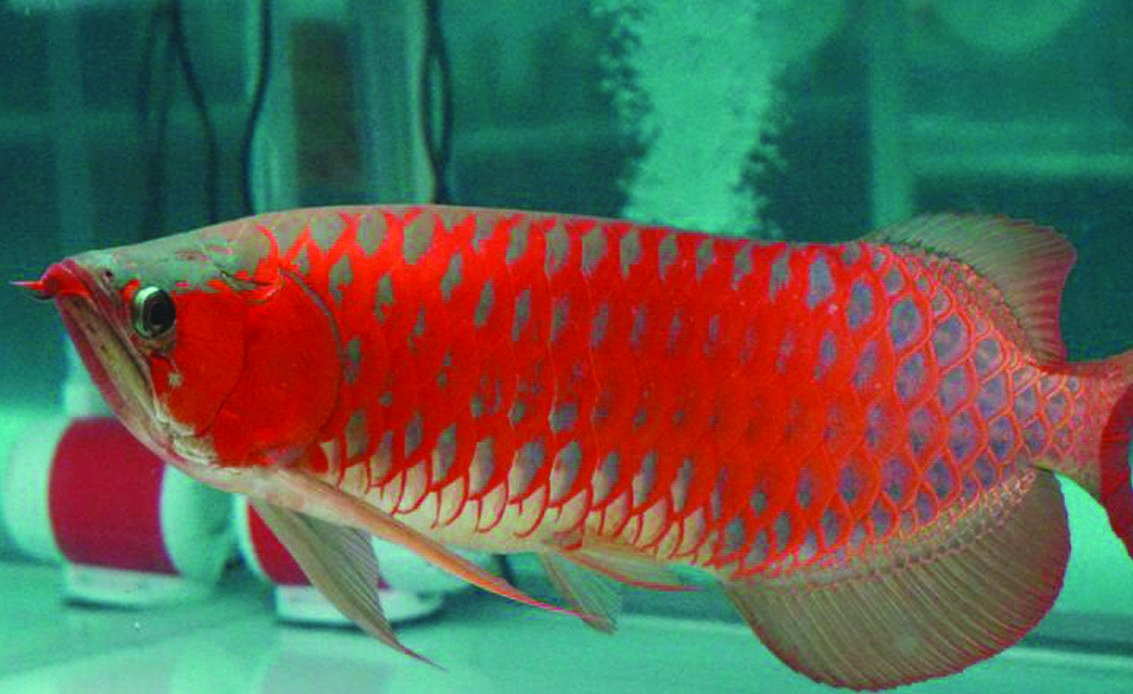 arwana