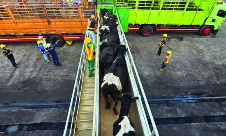 sapi