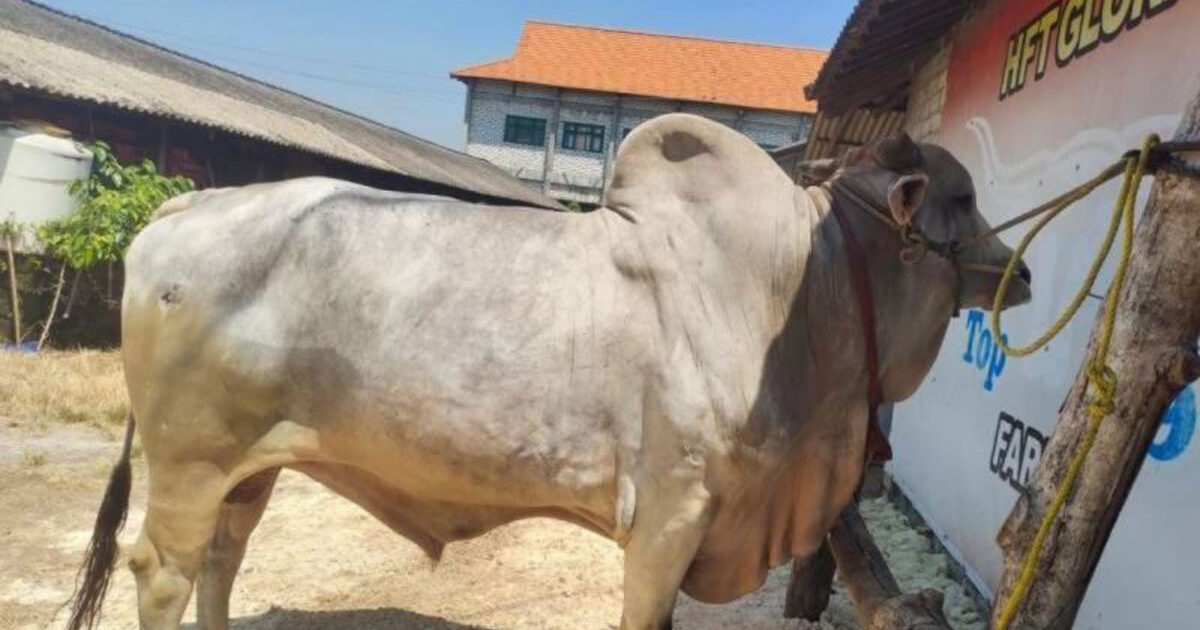 Sapi