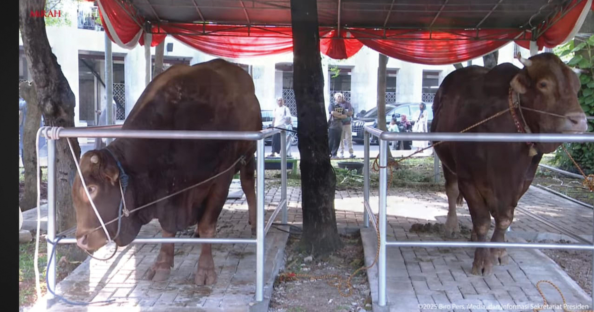 sapi