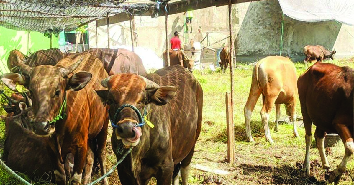 sapi