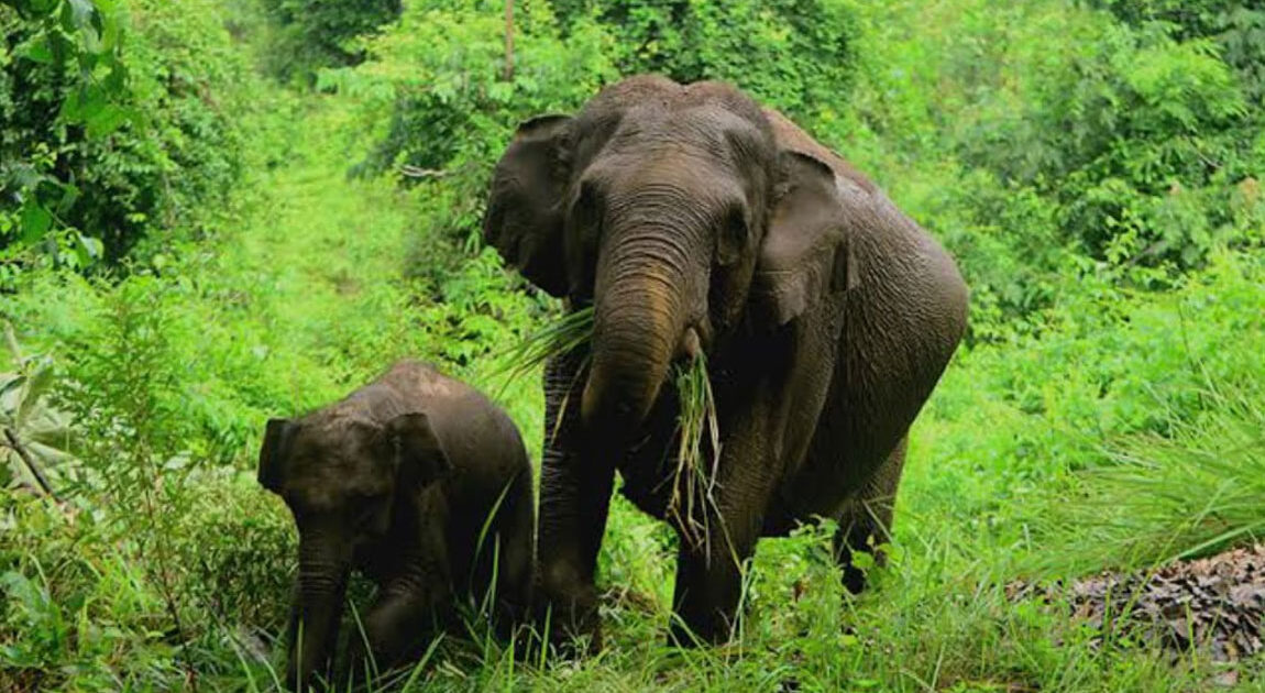 Gajah