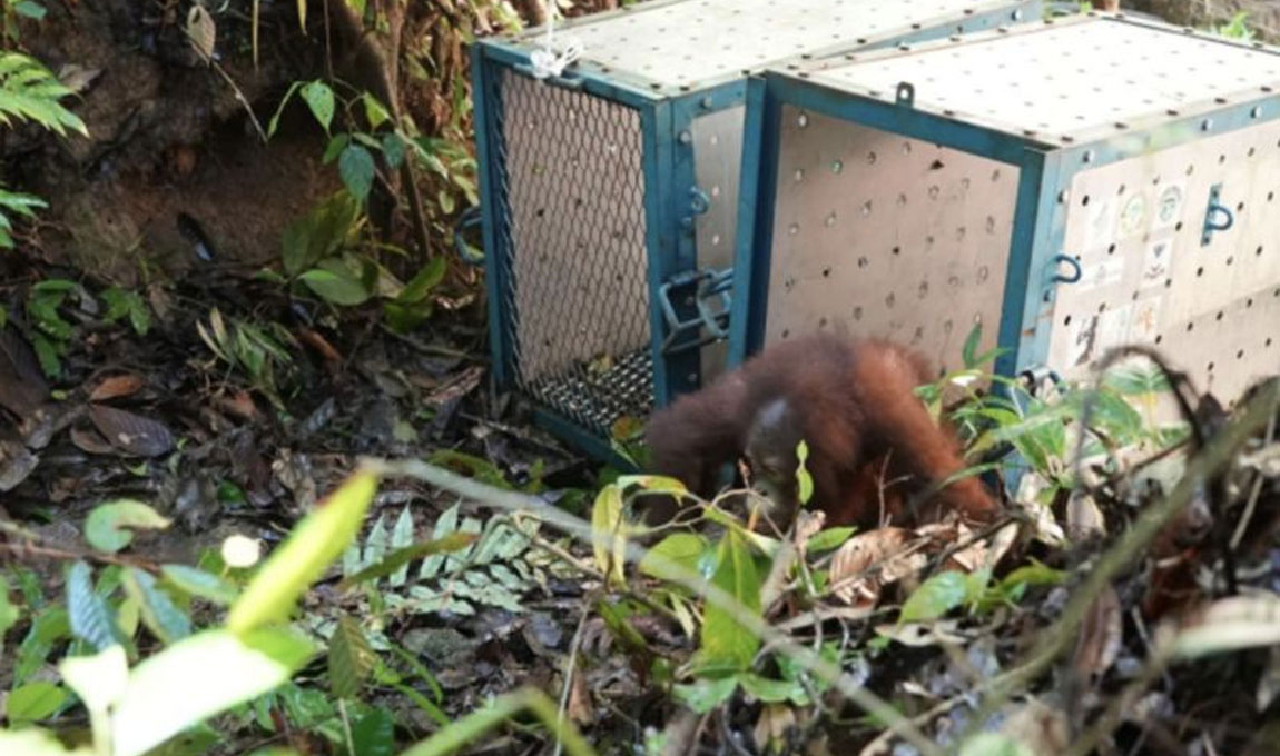 Orang-Utan
