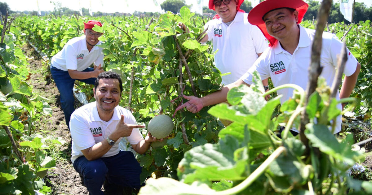 Panen-Raya-Melon