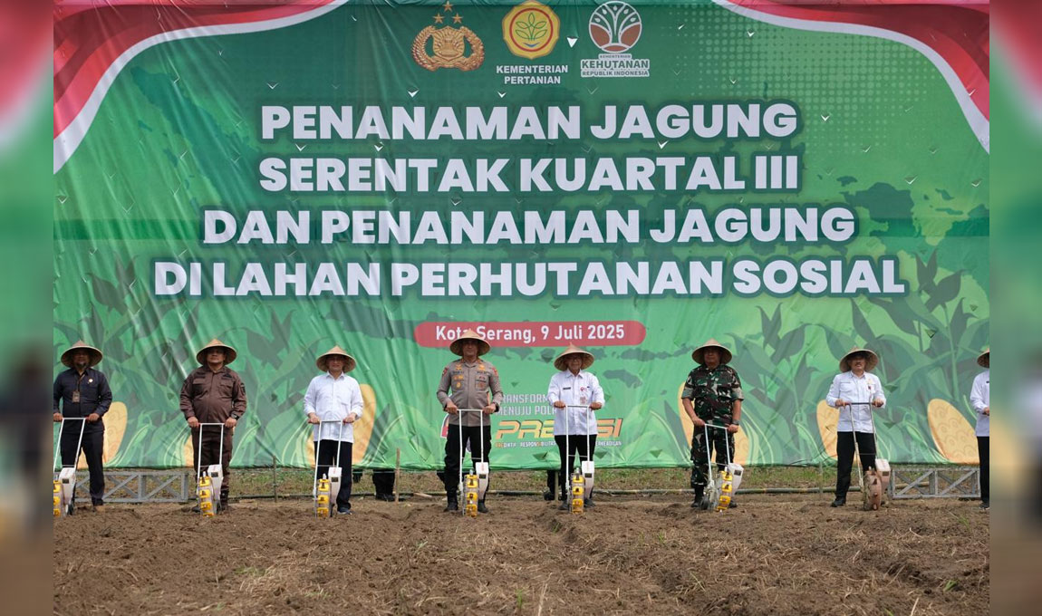 Penanaman-Jagung