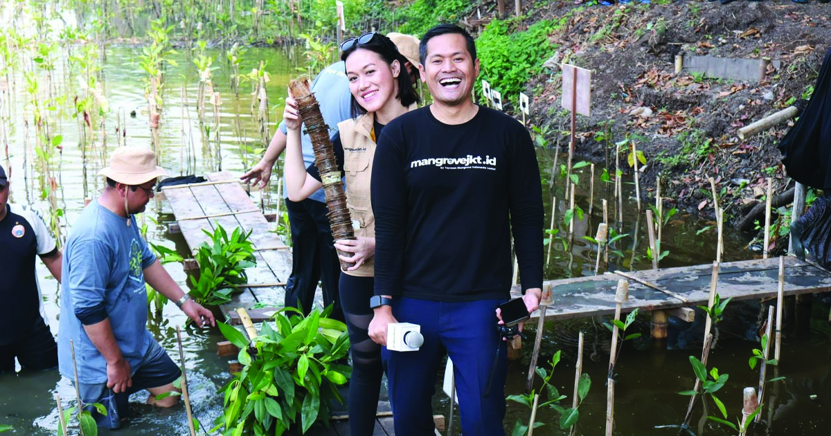 mangrove